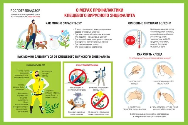 Что делать, если вас укусил клещ?